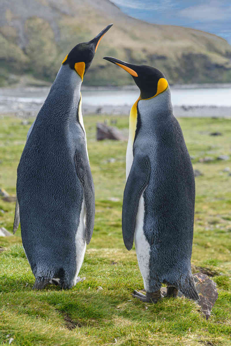 Pingüino Rey - islas Georgias del Sur 077.jpg
